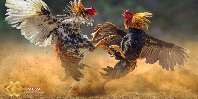 Making money from betting - Participate in cockfighting betting