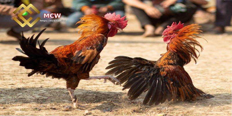 Connecting to Top-Notch Fighting Pits for Cockfighting